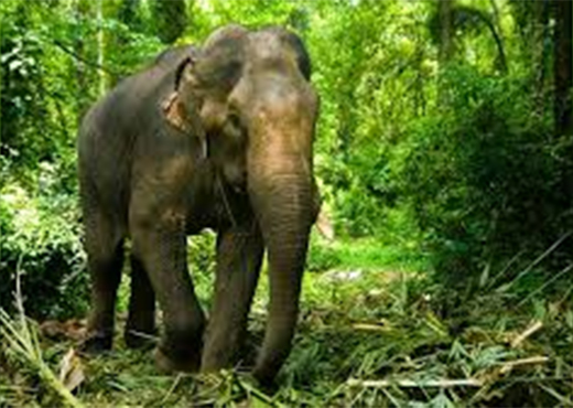 Kodagu 